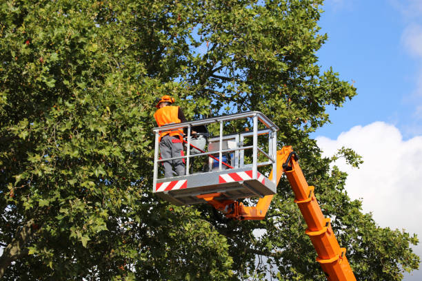 Best Lawn Maintenance Plans  in San Felipe Pueblo, NM