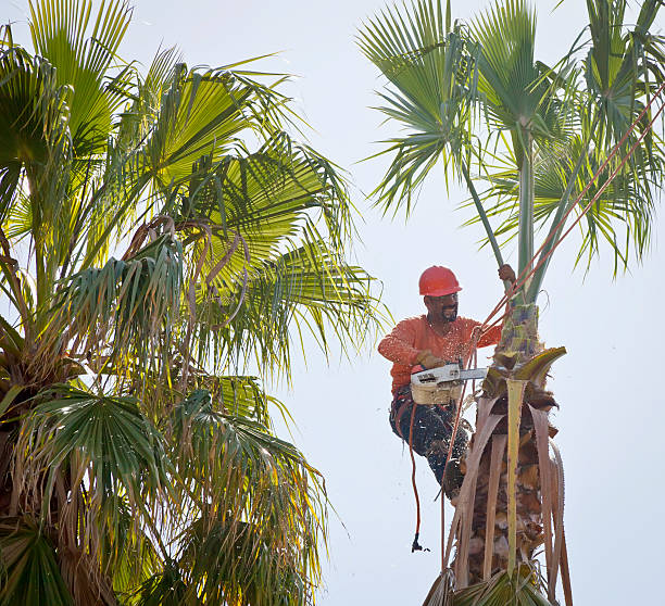Best Tree Risk Assessment  in San Felipe Pueblo, NM